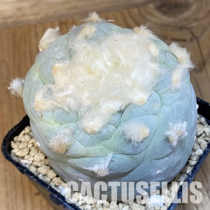 SH29367 Anhalonium frichii hybrid