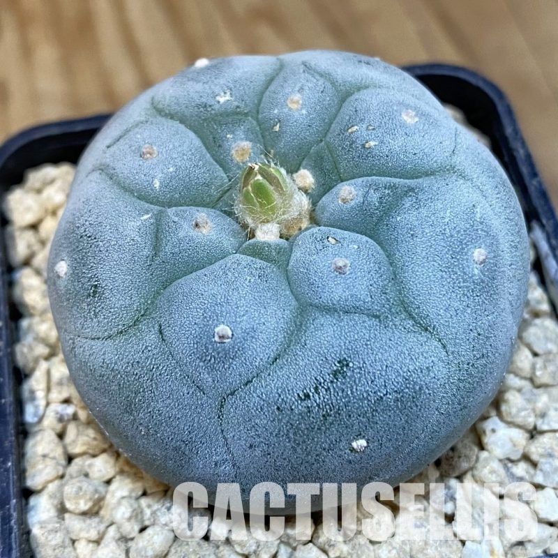 SH29368 Anhalonium frichii ‘Yatagai’