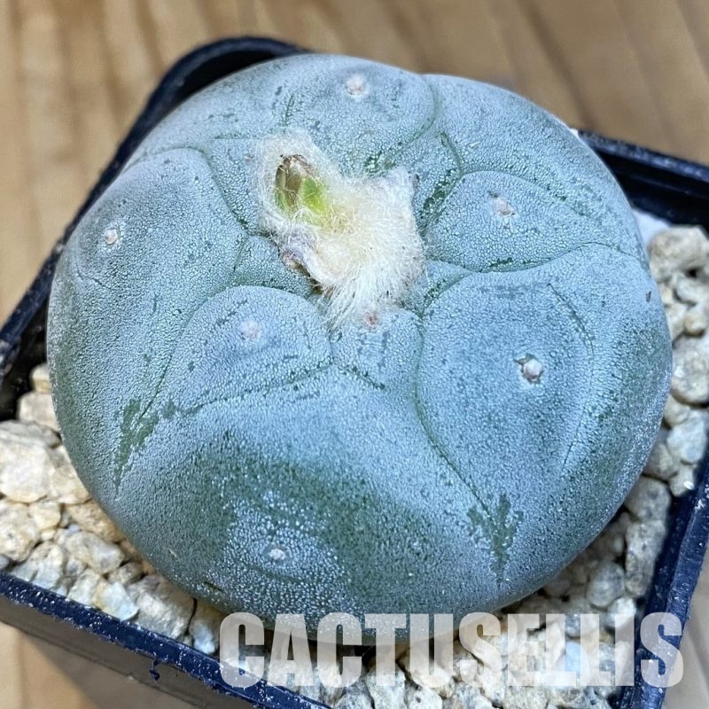 SH29369 Anhalonium frichii ‘Yatagai’