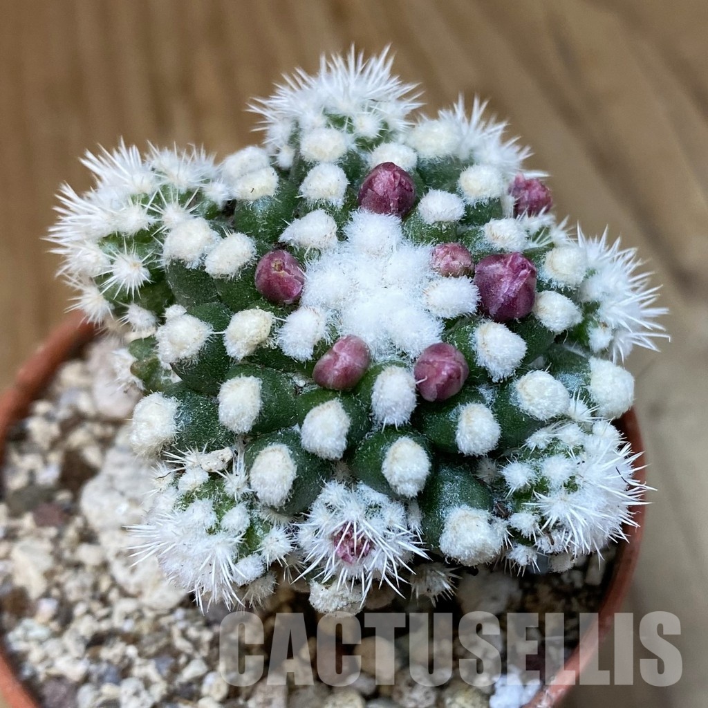 SH29307 Mammillaria gracilis