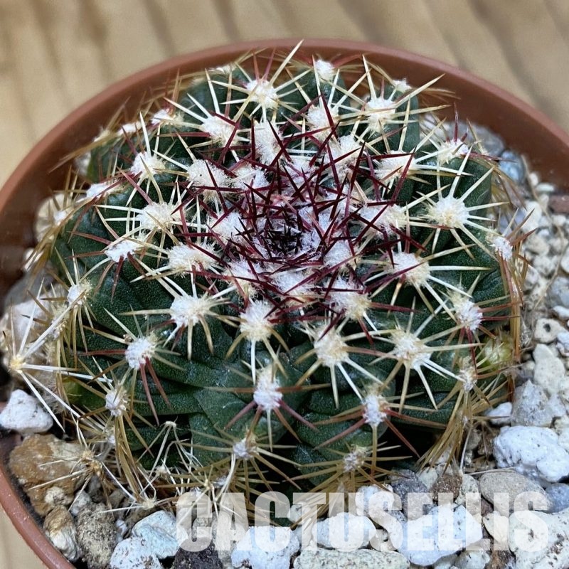 SH29313 Echinocereus viridiflorus