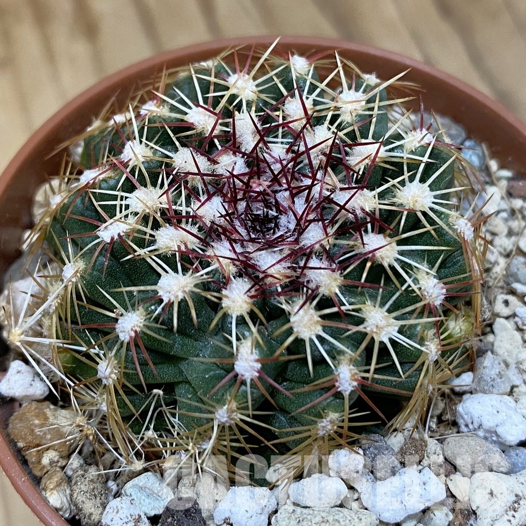 SH29313 Echinocereus viridiflorus