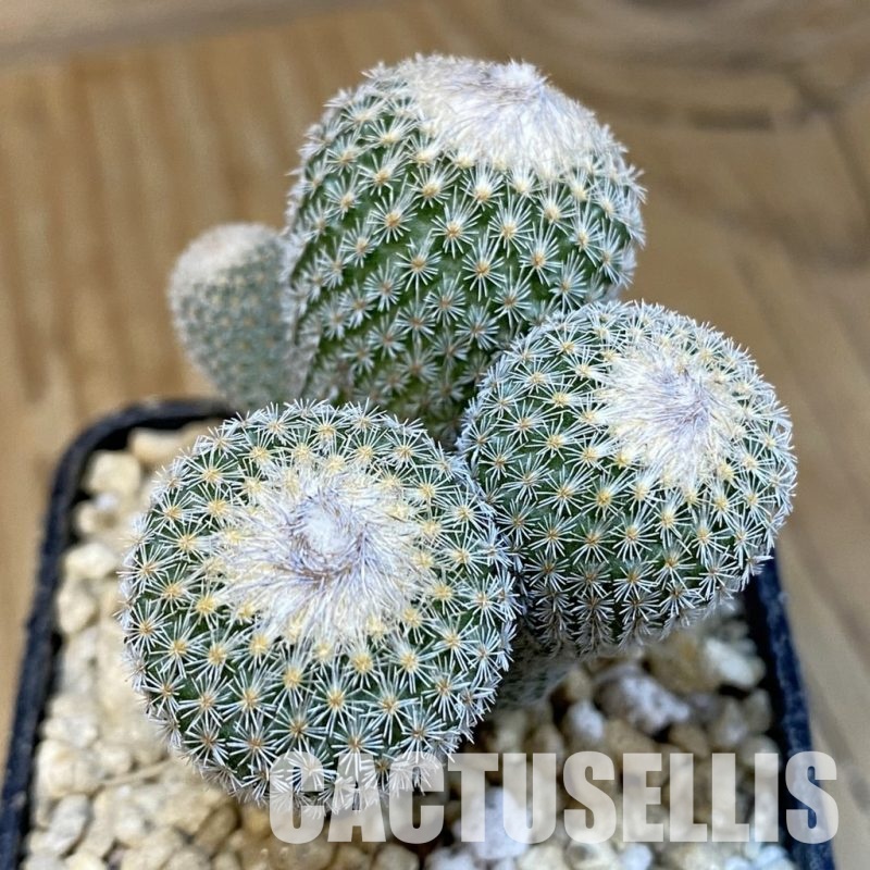 SH29370 Epithelantha micromeris v. polycephala