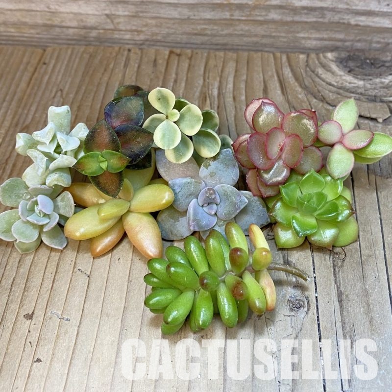 SH29405 Succulents mix, cuted