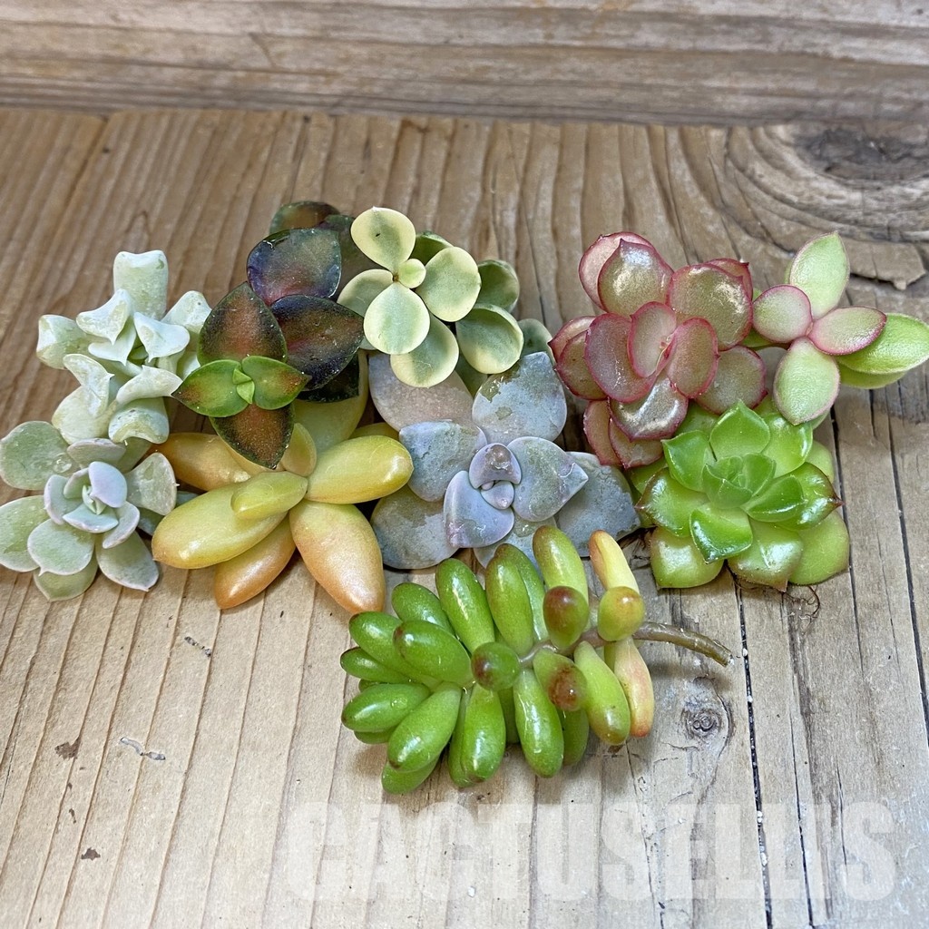 SH29405 Succulents mix, cuted