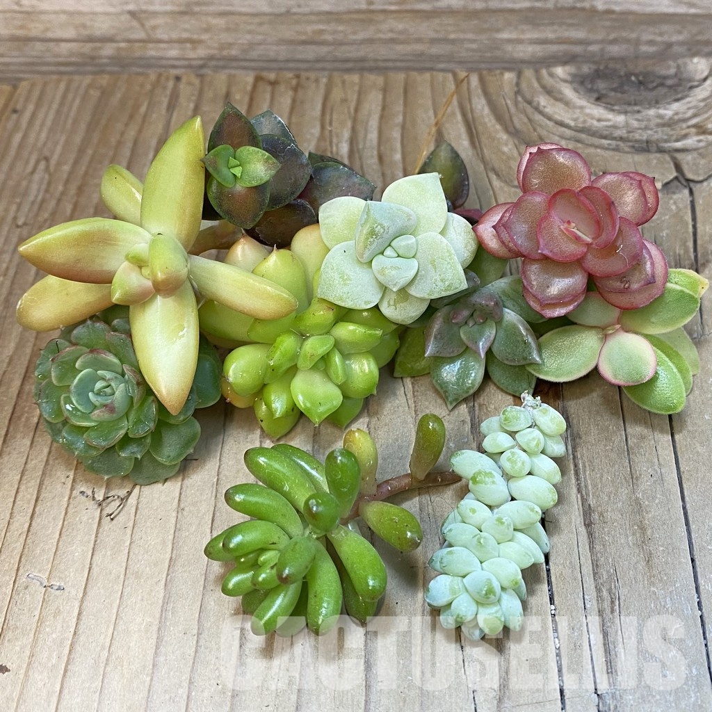 SH29406 Succulents mix, cuted
