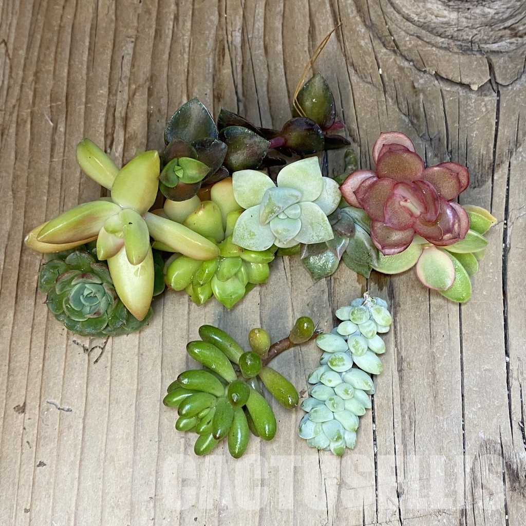 SH29406 Succulents mix, cuted - Image 2