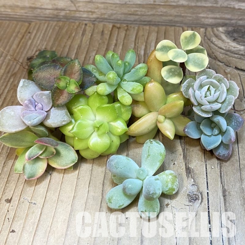 SH29407 Succulents mix, cuted