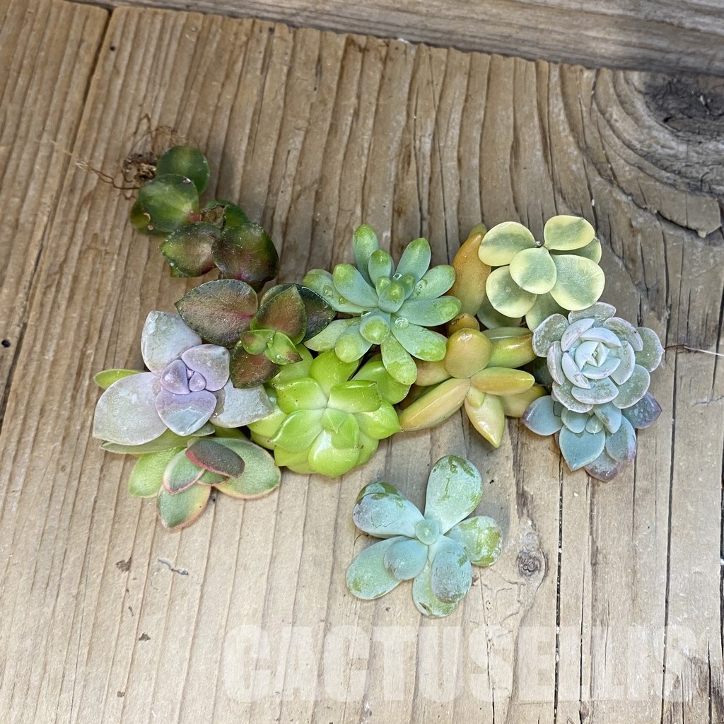 SH29407 Succulents mix, cuted - Image 2