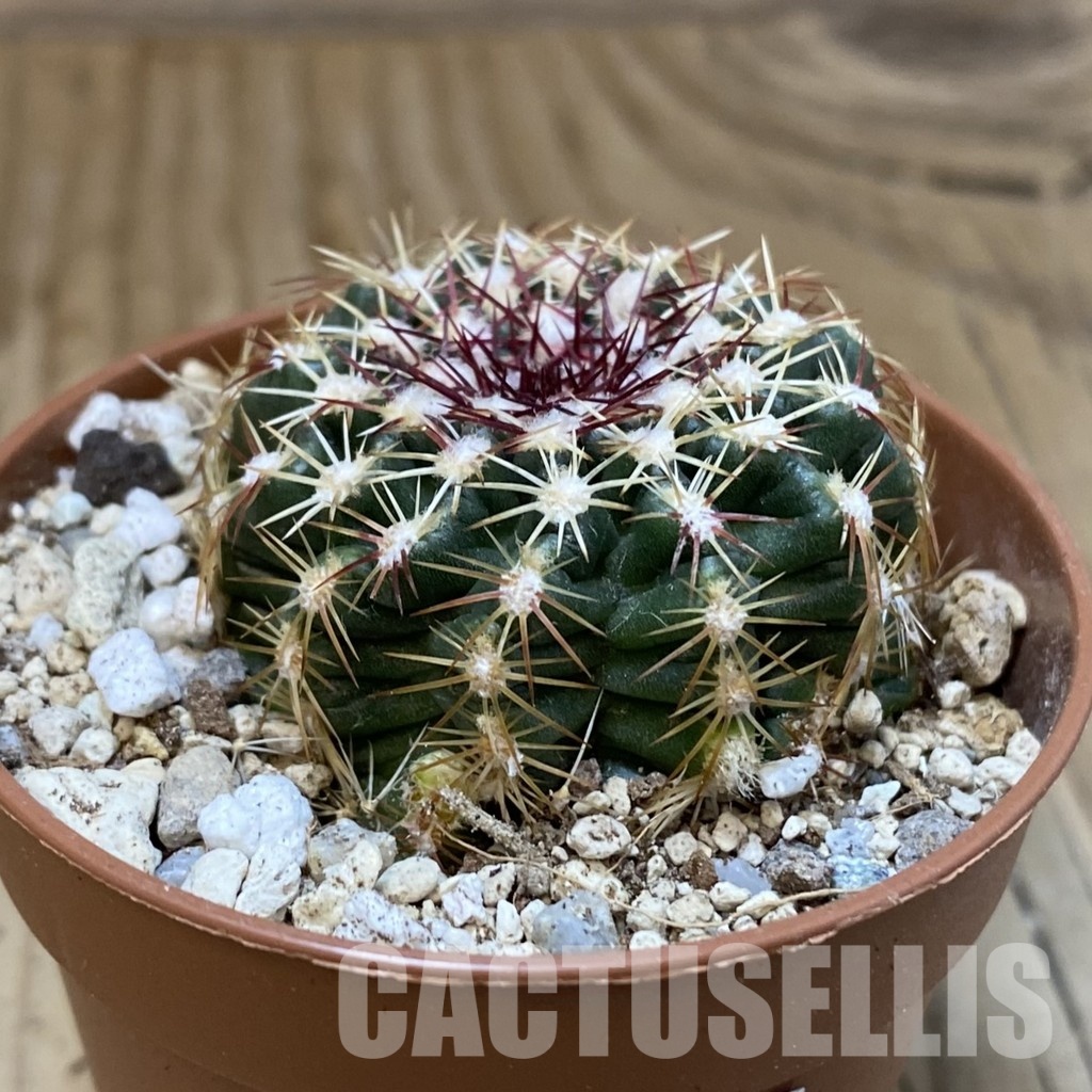 SH29313 Echinocereus viridiflorus - 画像 (2)