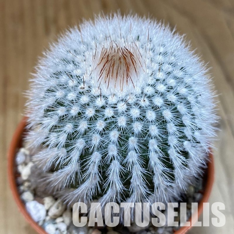 SH29314 Notocactus scopa