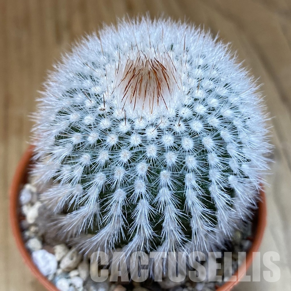 SH29314 Notocactus scopa