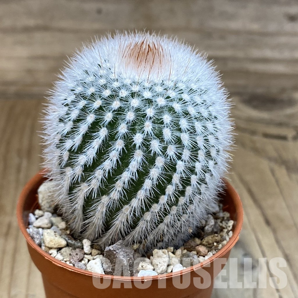 SH29314 Notocactus scopa - 画像 (2)