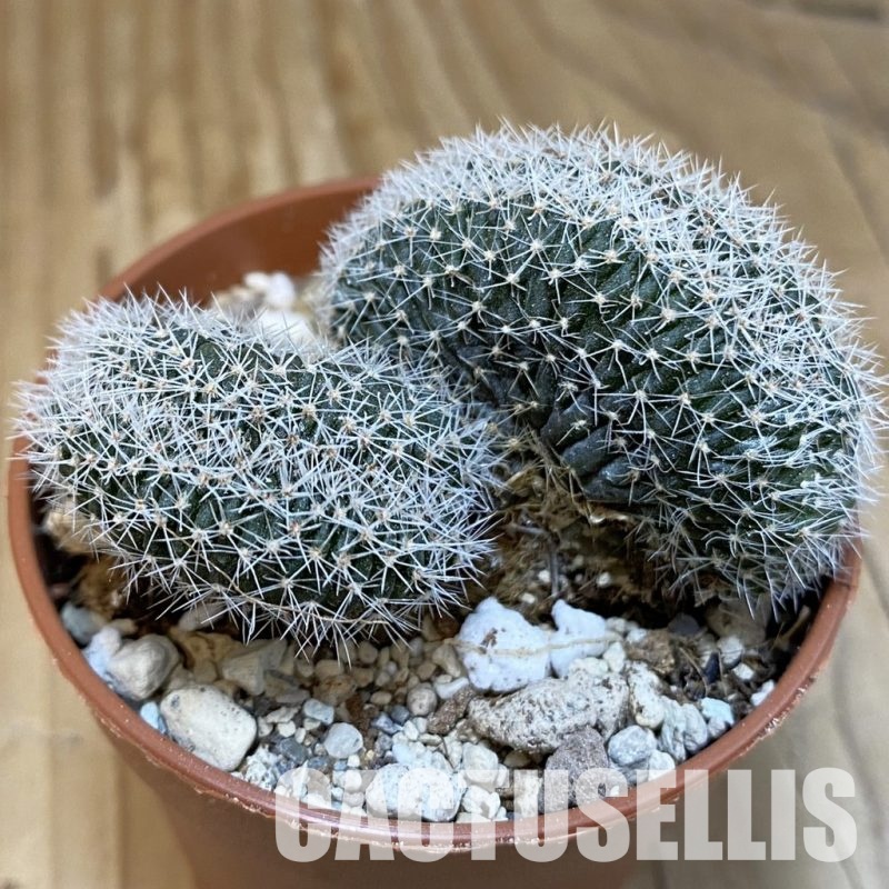 SH29315 Lobivia densispina f. cristata