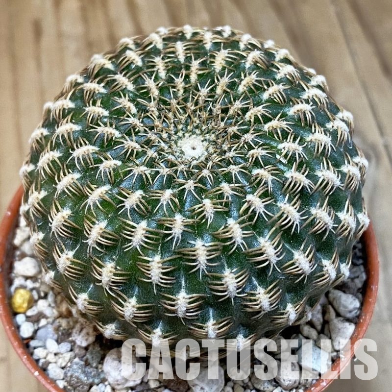 SH29316 Sulcorebutia arenacea