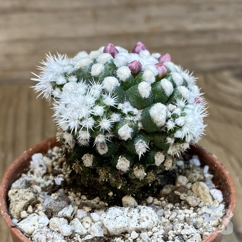 SH29307 Mammillaria gracilis - 画像 (2)