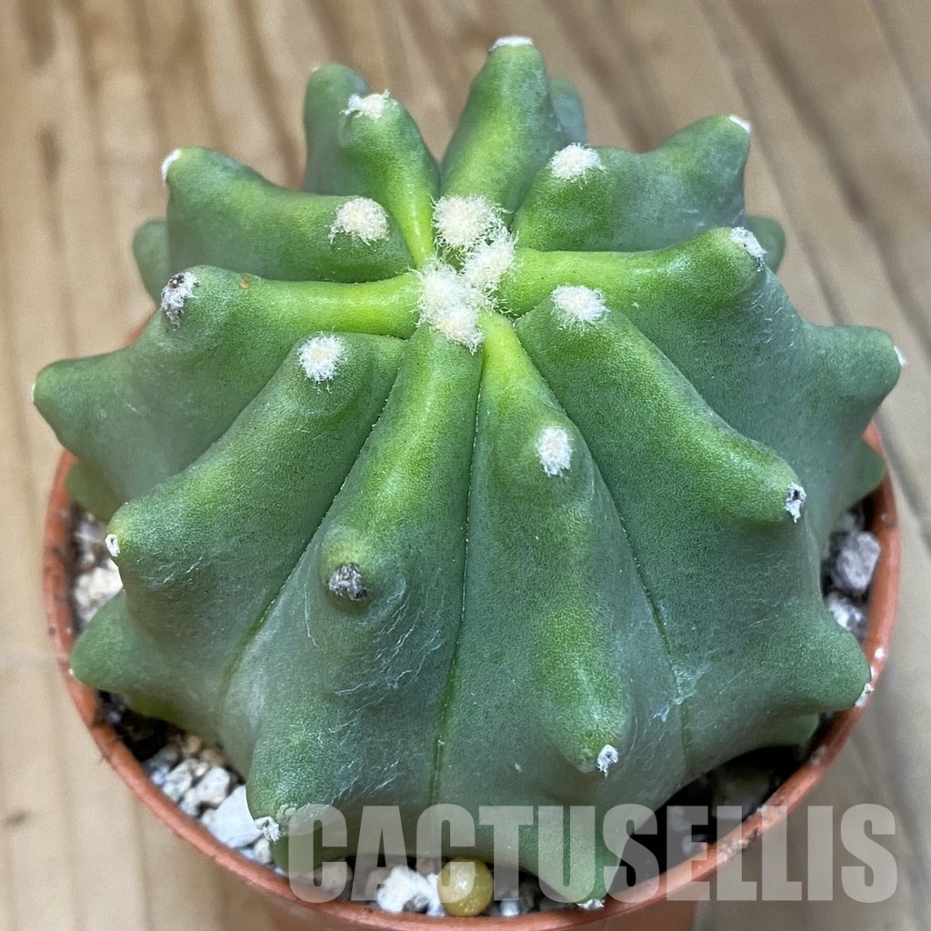 SH29318 Ferocactus glaucescens f. inermis