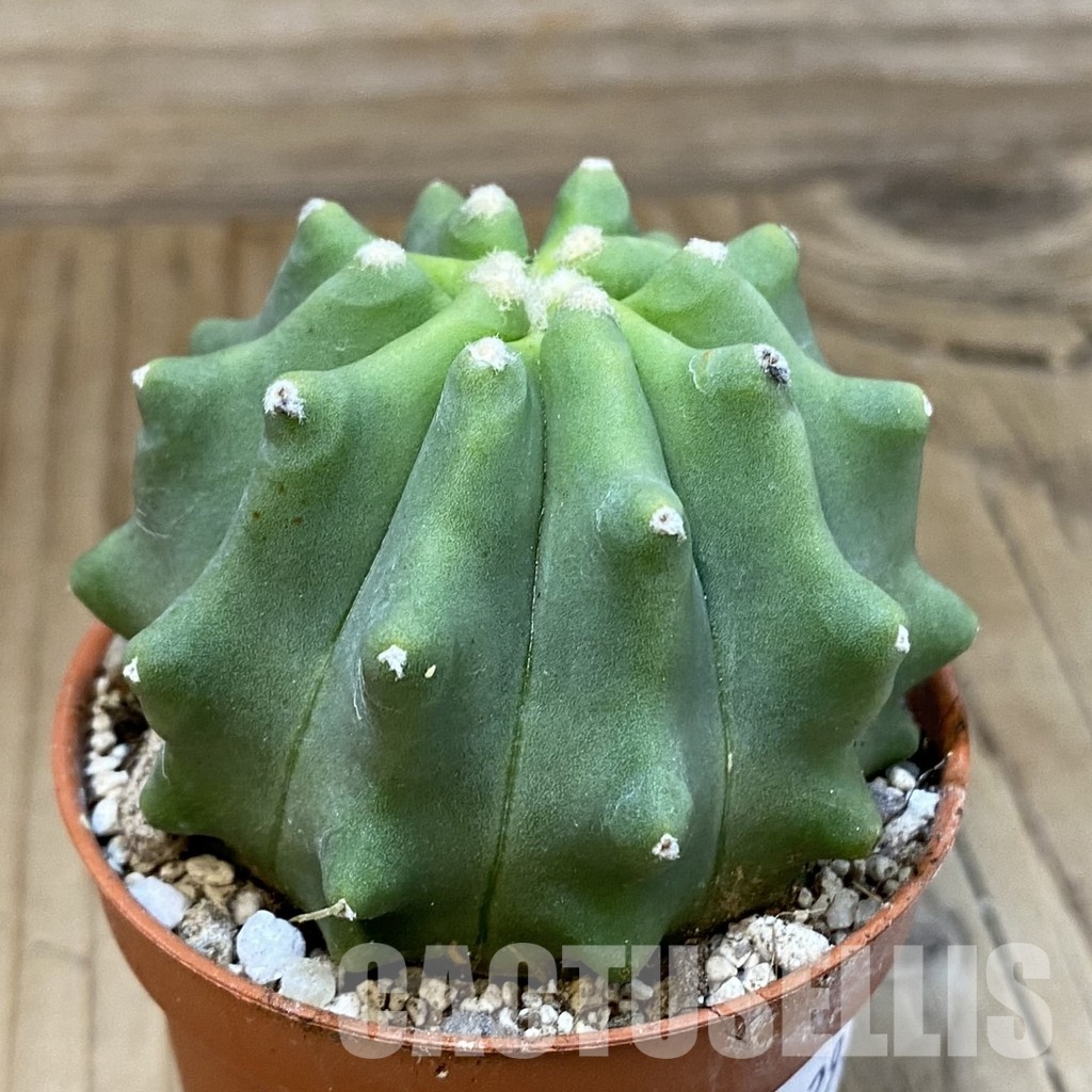 SH29318 Ferocactus glaucescens f. inermis - Image 2