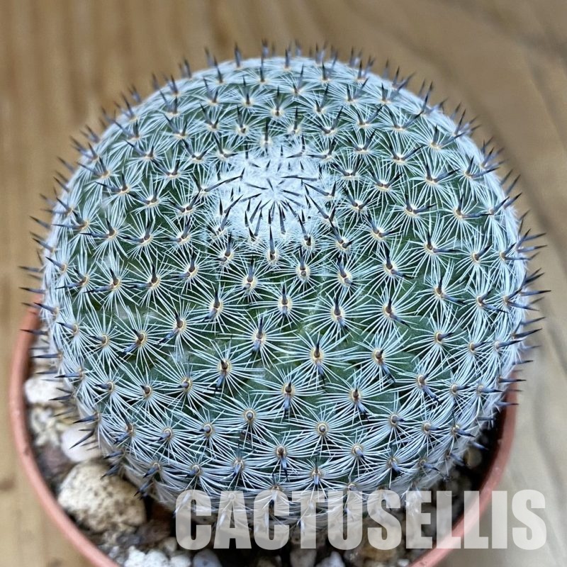 SH29319 Mammillaria microthele v. superfina