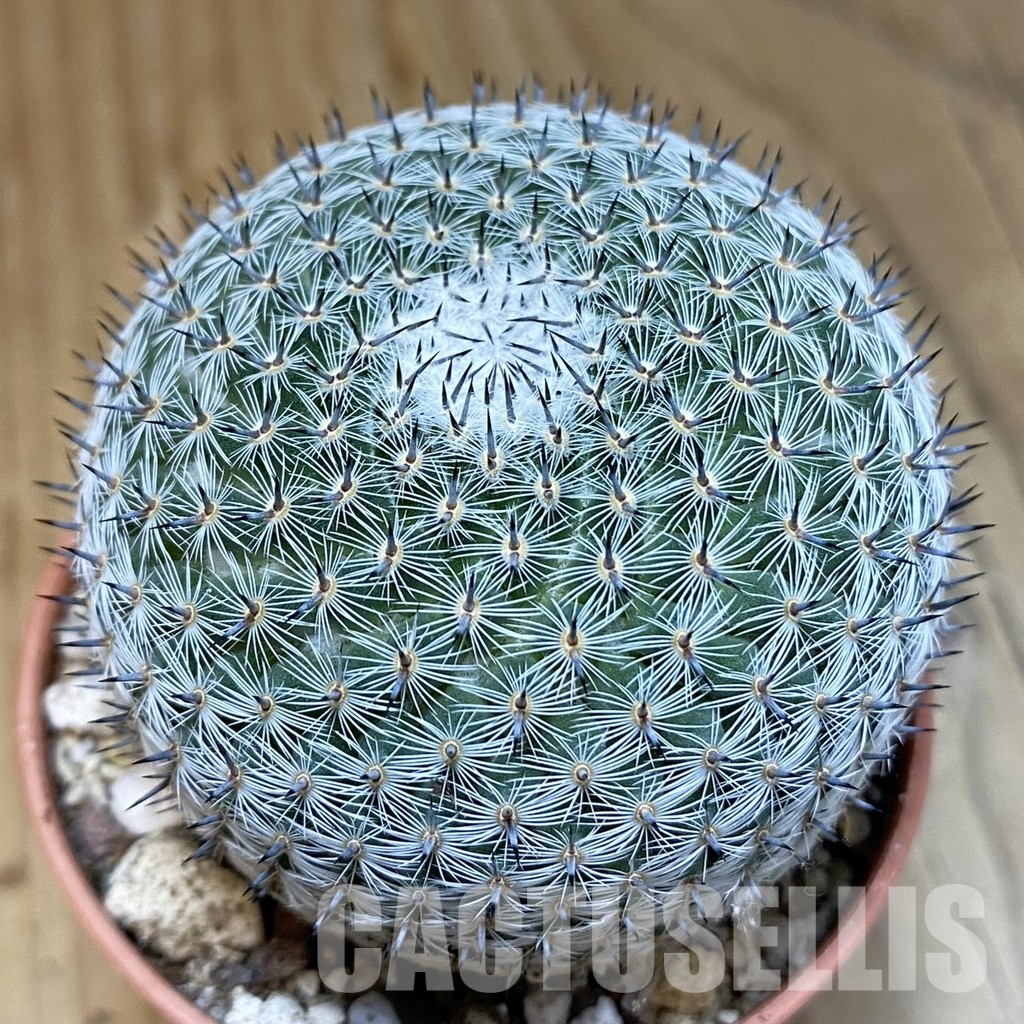SH29319 Mammillaria microthele v. superfina