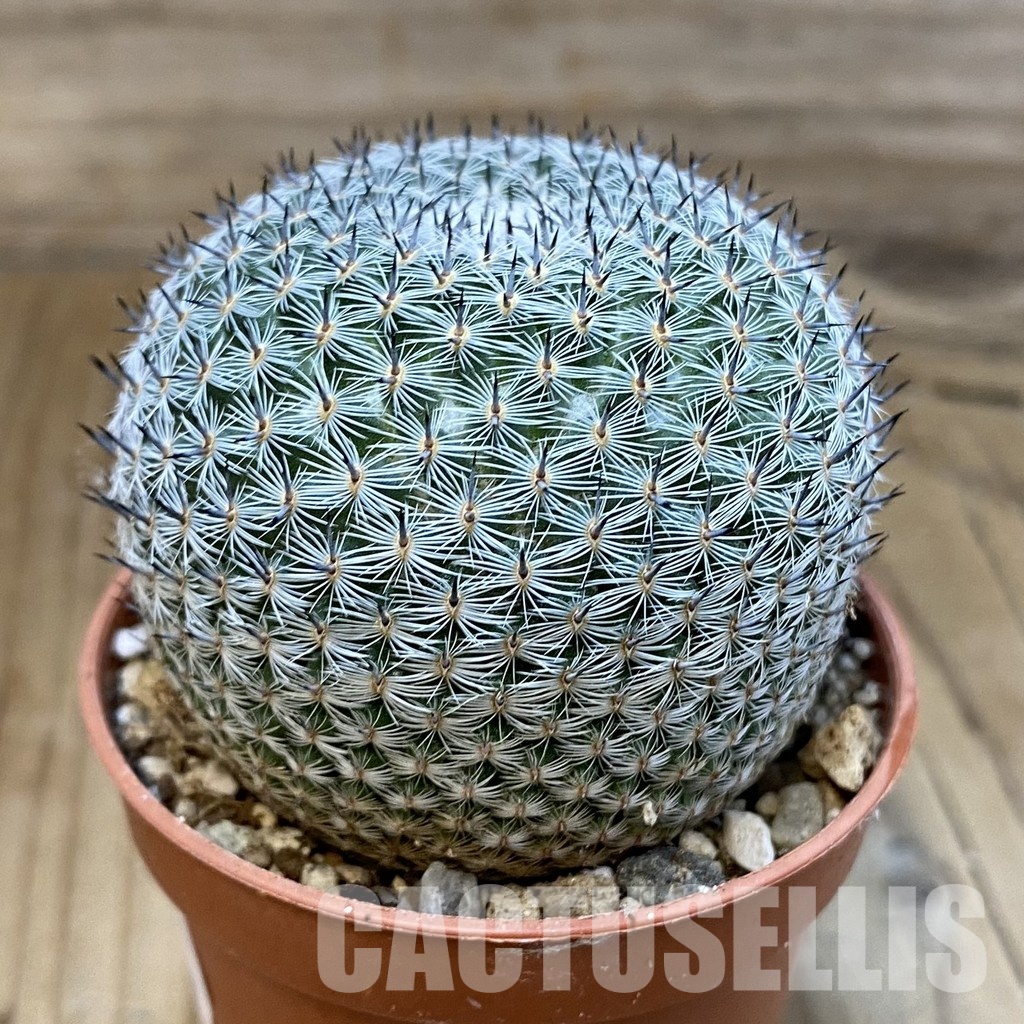 SH29319 Mammillaria microthele v. superfina - Image 2