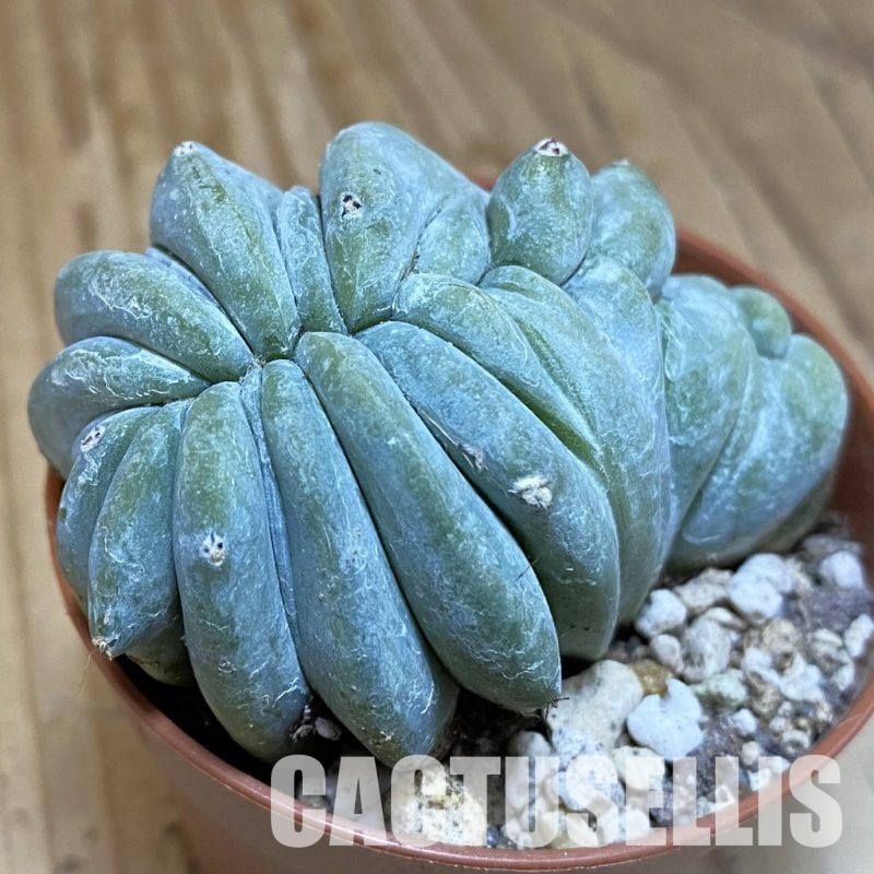 SH29320 Myrtillocactus geometrizans f. cristata