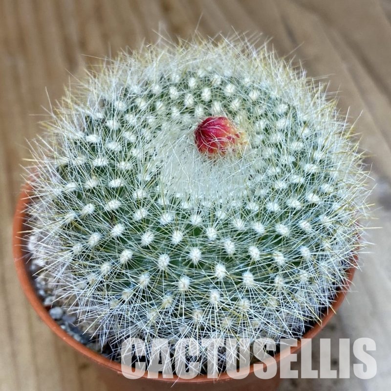 SH29321 Notocactus haselbergii
