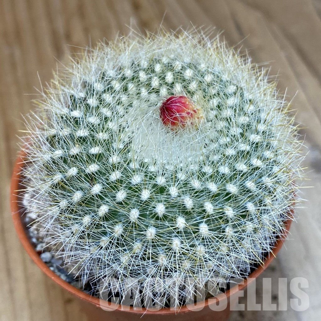 SH29321 Notocactus haselbergii