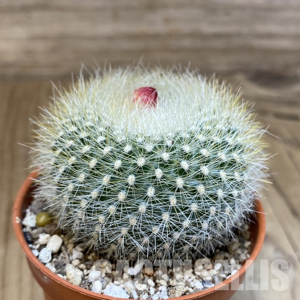 SH29321 Notocactus haselbergii - Image 2