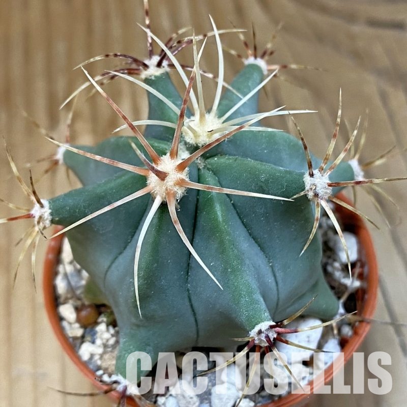 SH29322 Ferocactus emoryi