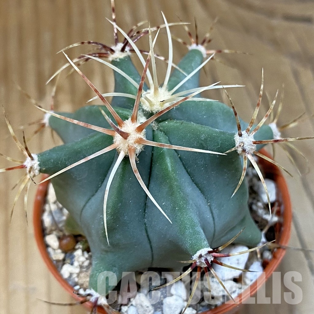 SH29322 Ferocactus emoryi