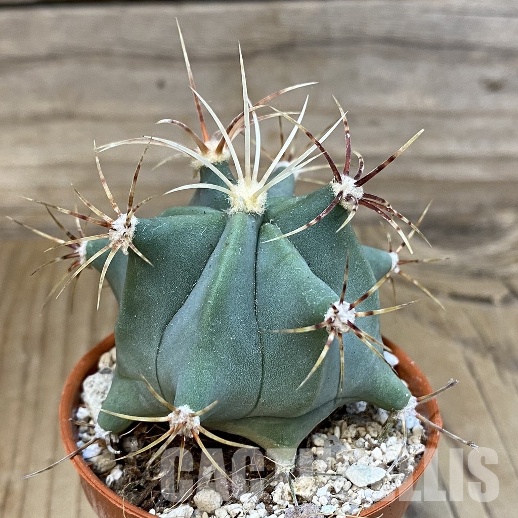 SH29322 Ferocactus emoryi - Image 2