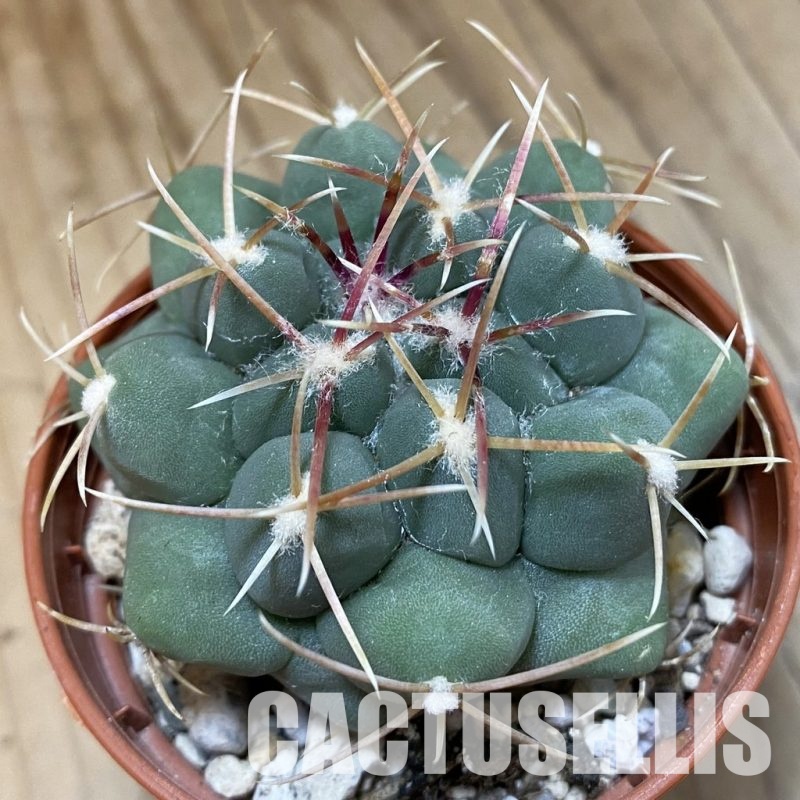 SH29308 Thelocactus hexaedrophorus