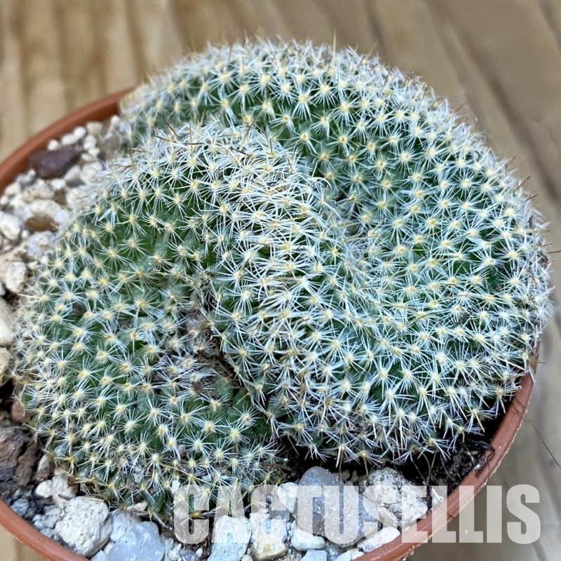 SH29323 Mammillaria elongata f. cristata