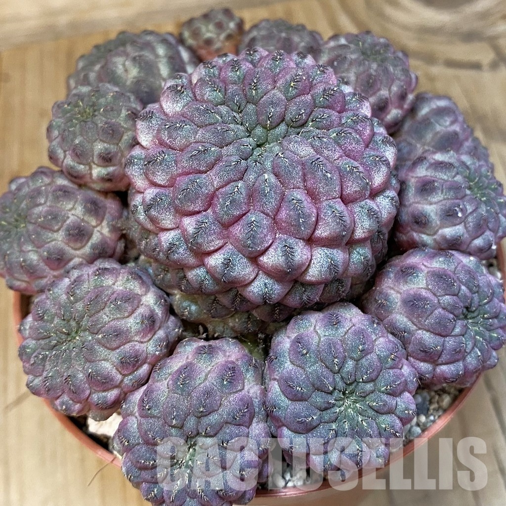 SH29324 Sulcorebutia rauschii