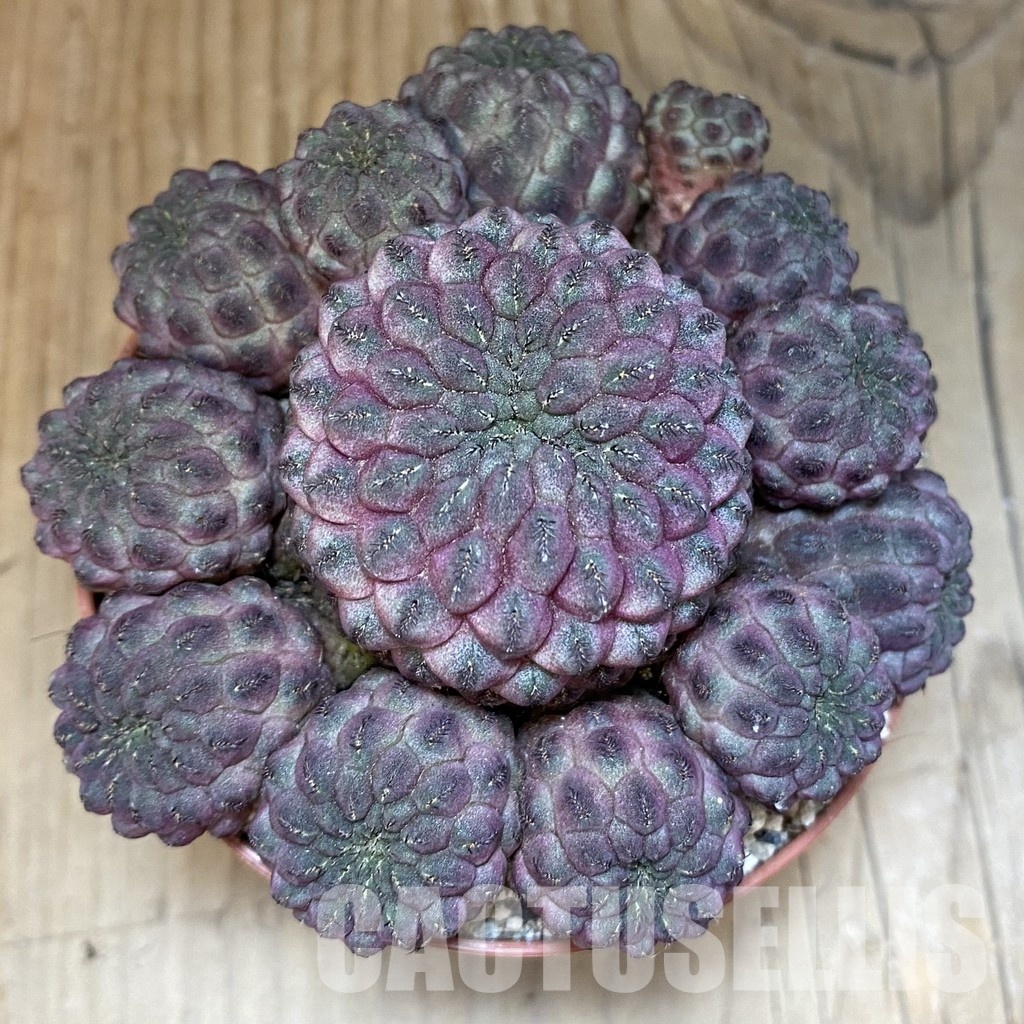 SH29324 Sulcorebutia rauschii - Зображення 2