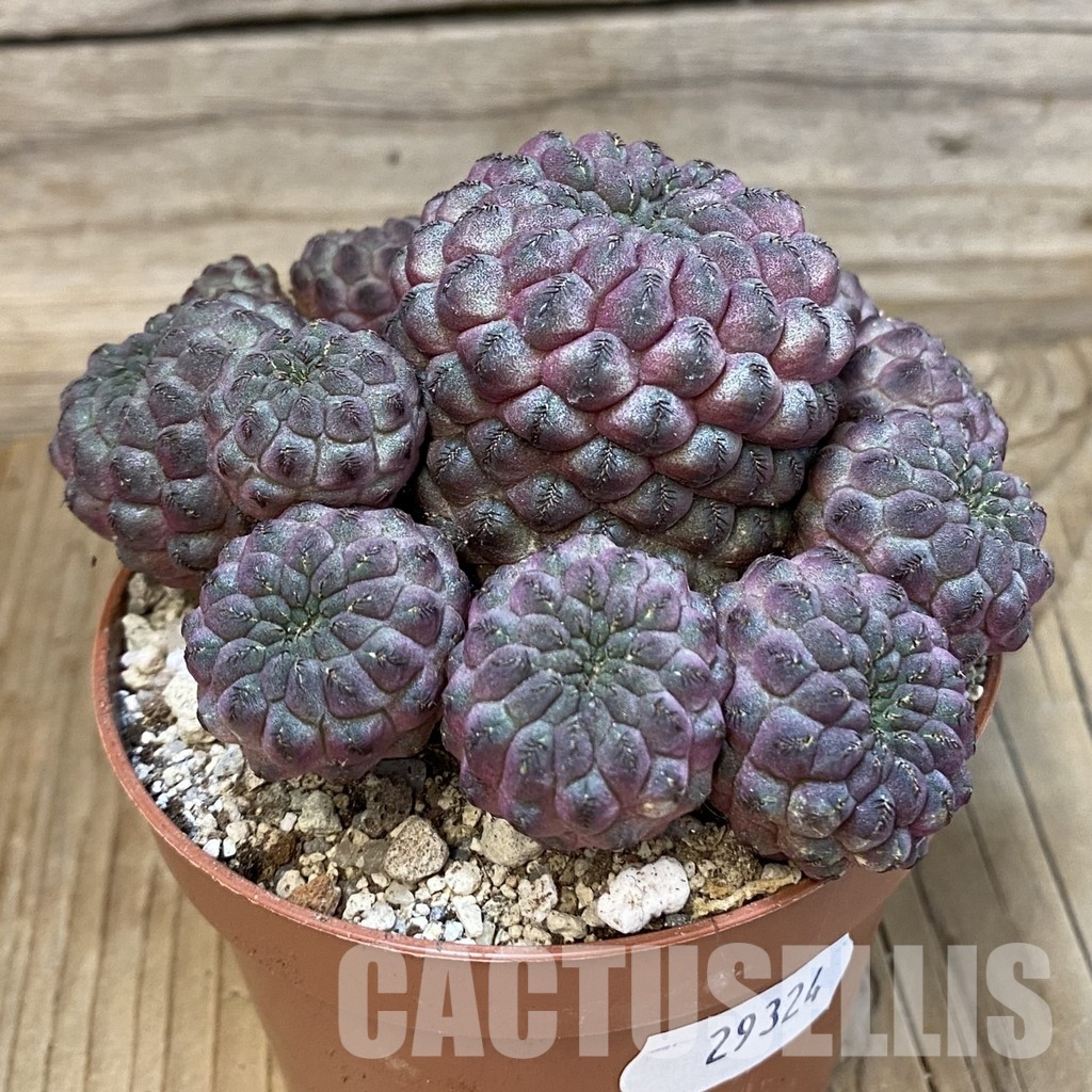 SH29324 Sulcorebutia rauschii - Зображення 3