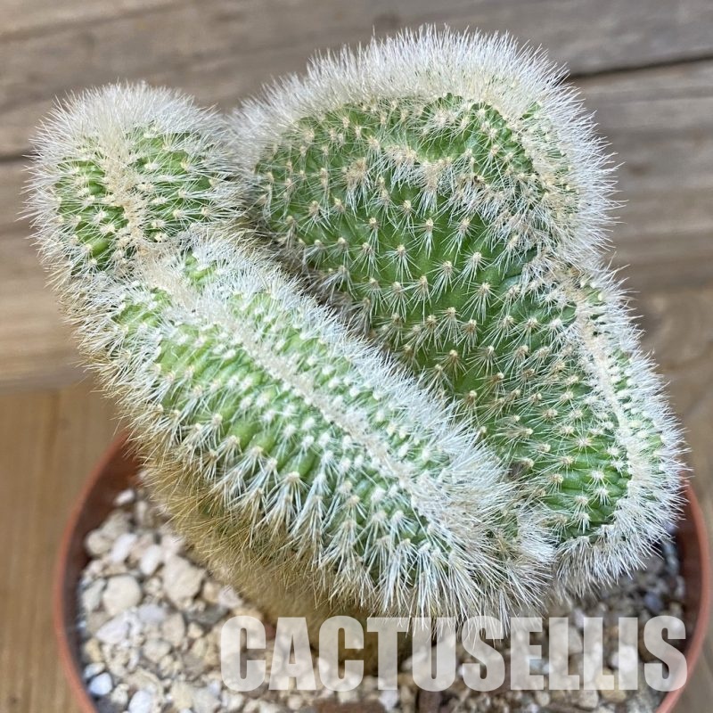 SH29325 Cleistocactus winteri f. cristata