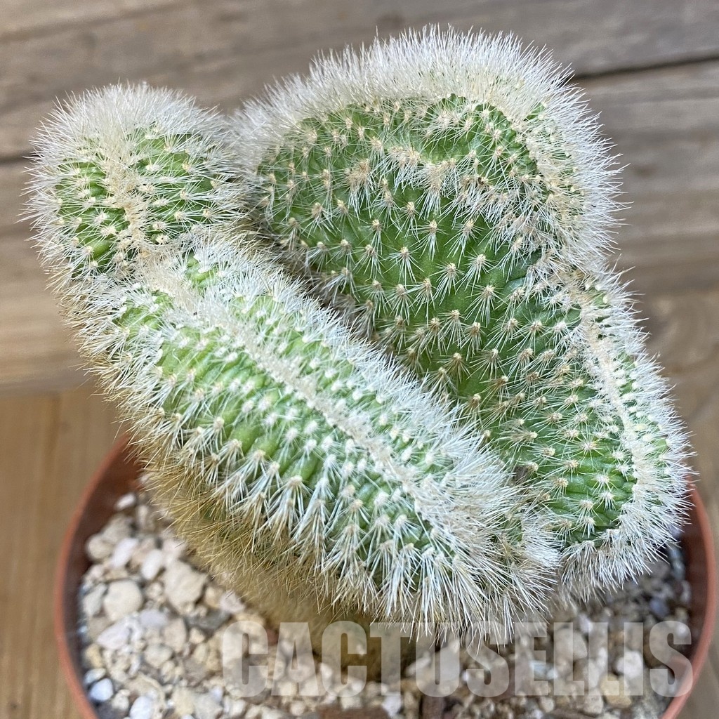 SH29325 Cleistocactus winteri f. cristata