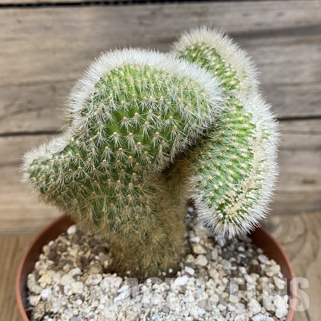 SH29325 Cleistocactus winteri f. cristata - Зображення 2