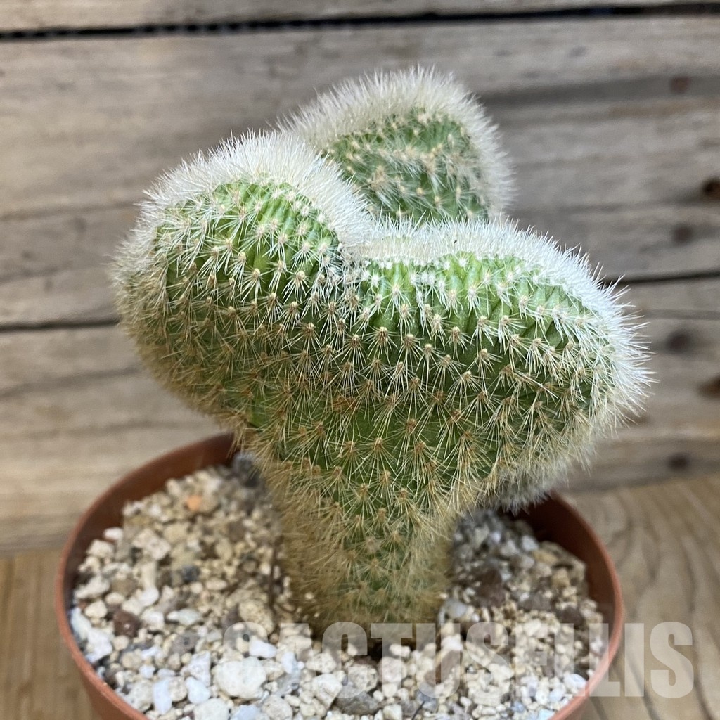 SH29325 Cleistocactus winteri f. cristata - Зображення 3