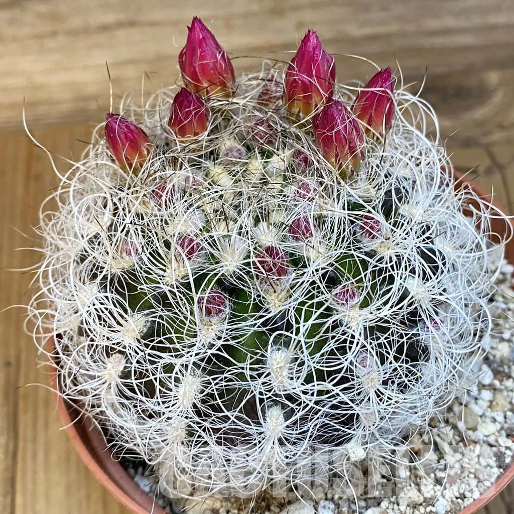 SH29326 Neoporteria senilis