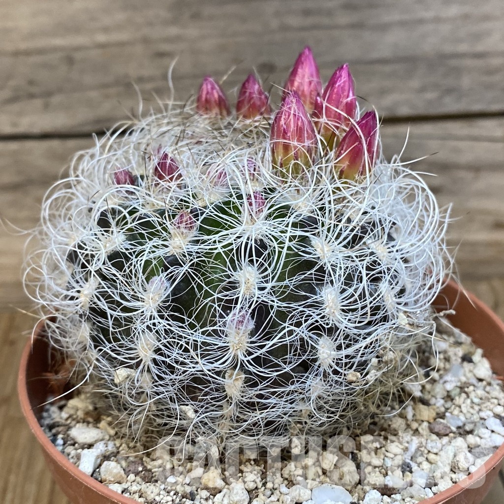 SH29326 Neoporteria senilis - Зображення 2