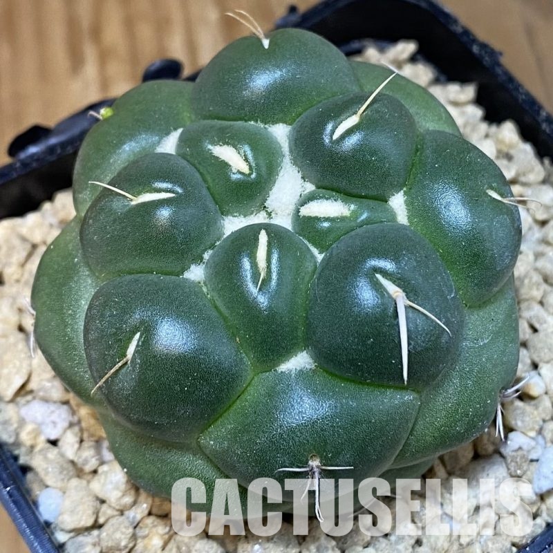 SH29328 Coryphantha elephantidens 'inermis'