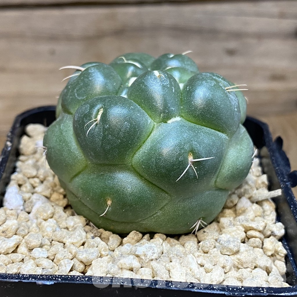 SH29328 Coryphantha elephantidens 'inermis' - Зображення 2