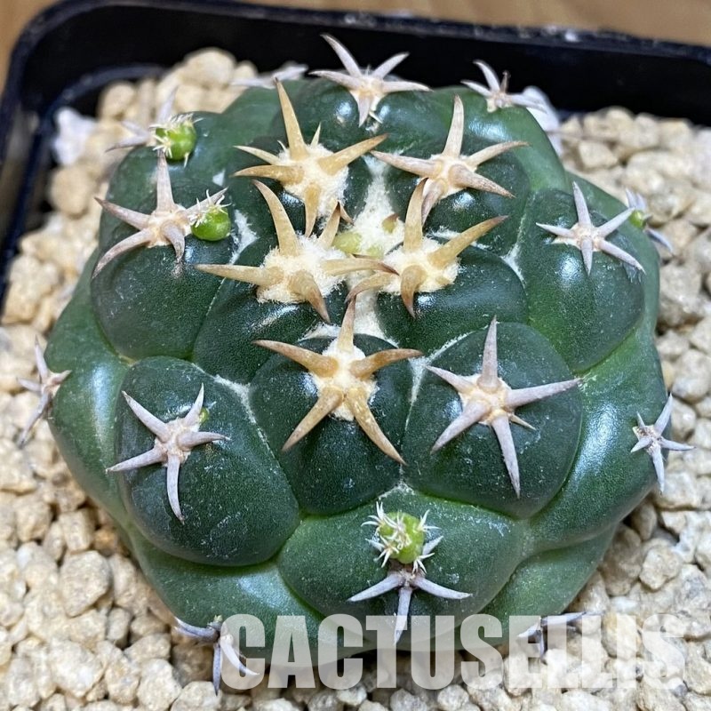 SH29329 Coryphantha elephantidens 'Tanshi'