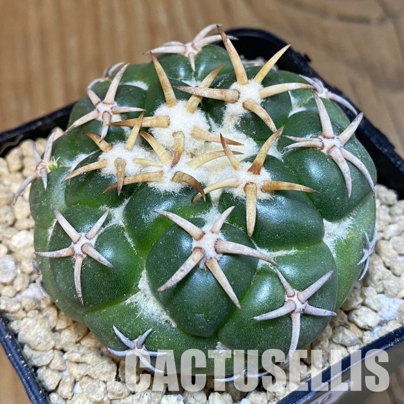 SH29330 Coryphantha elephantidens 'Tanshi'