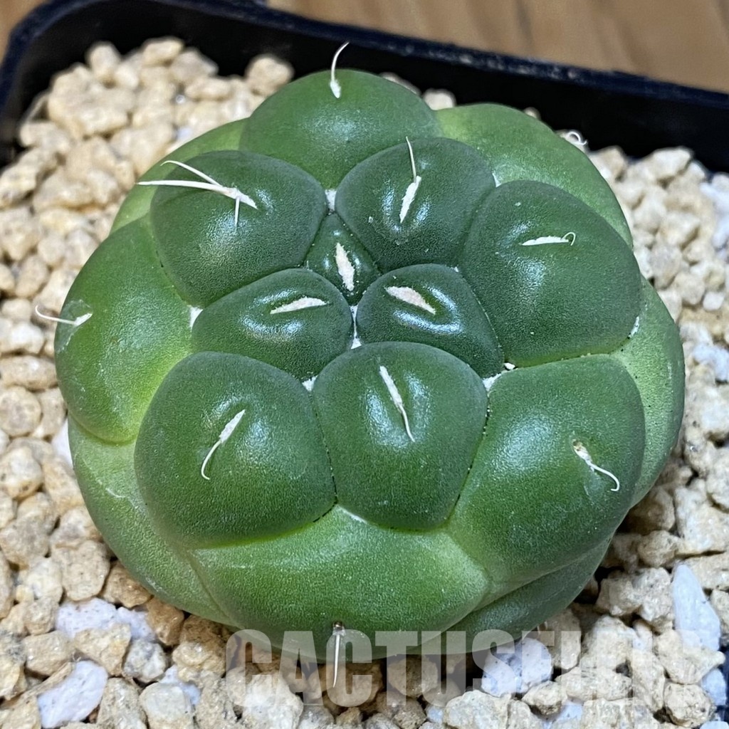 SH29331 Coryphantha elephantidens ‘inermis’