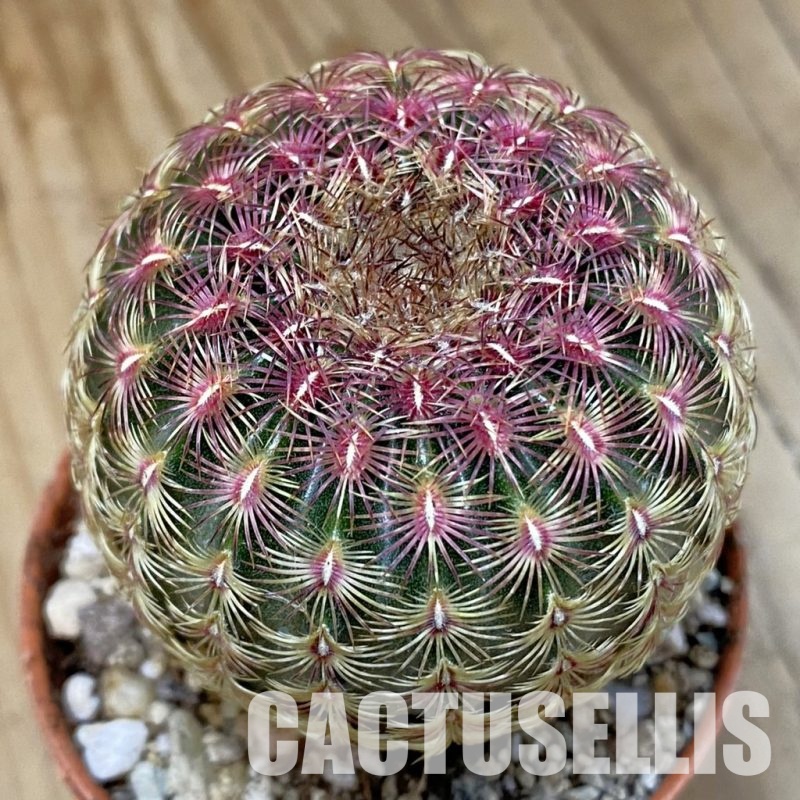SH29309 Echinocereus rigidissimus v. rubispinus