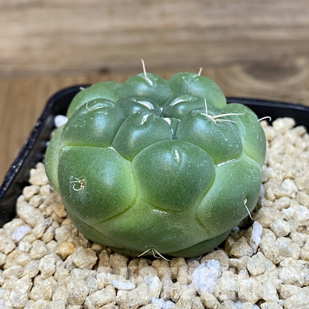 SH29331 Coryphantha elephantidens ‘inermis’ - Image 2